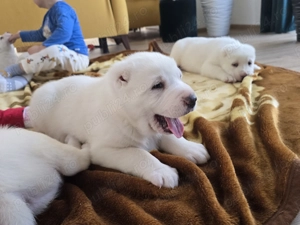 Catei de Asia Centrala Alabai