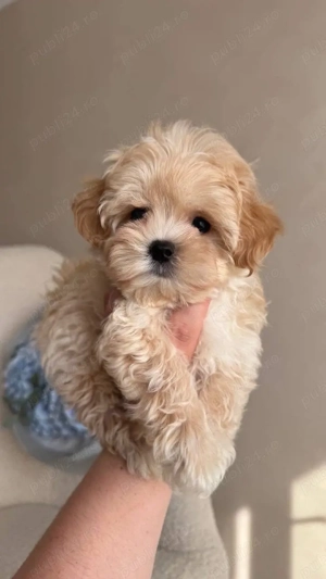 Maltipoo Toy ,Exemplare desoebite ! 