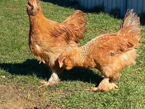 Cocosei cauta casuta noua!