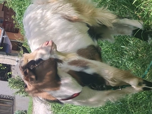 Vand tap de 1 an jumate - imagine 2