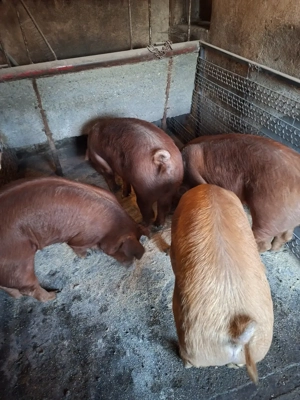 Vând porci de carne 