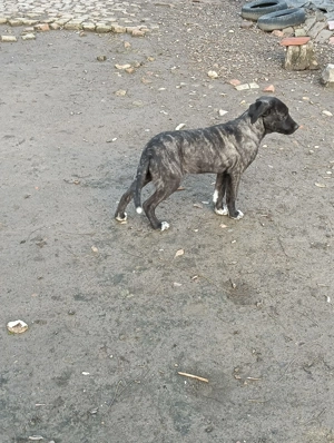 Catea Cane Corso varsta 8 luni - imagine 5