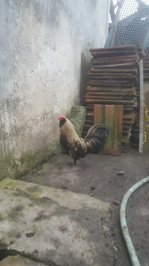 vind cocosi ameraucana pitici si americani - imagine 3