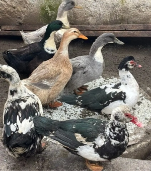 Rate mute de vanzare  - imagine 5