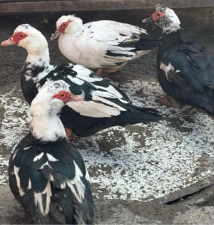 Rate mute de vanzare  - imagine 3