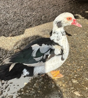 Rate mute de vanzare  - imagine 4