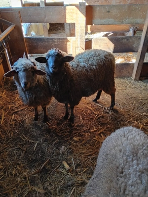 Mioare  din  rasa țigae  - imagine 3