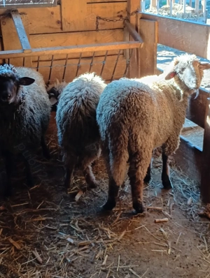 Mioare  din  rasa țigae  - imagine 4