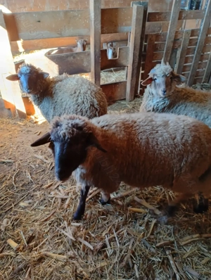 Mioare  din  rasa țigae  - imagine 2