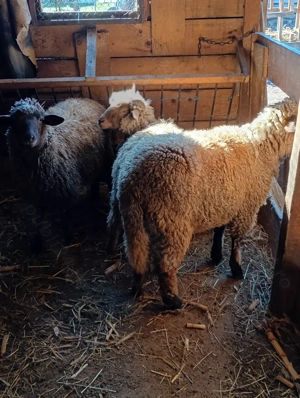 Mioare  din  rasa țigae 