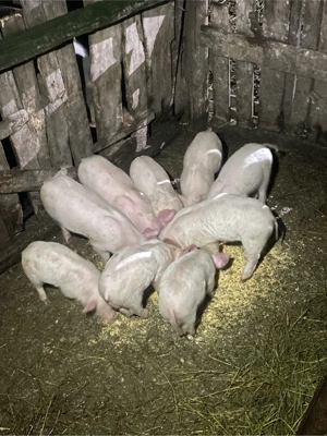 de vanzere purcei 8 saptamani 7 mascul si 2 femei - imagine 2