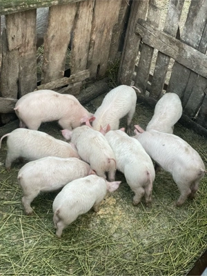 de vanzere purcei 8 saptamani 7 mascul si 2 femei - imagine 3