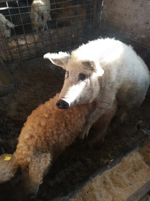 Vier de mangalita - imagine 4