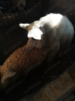 Vier de mangalita - imagine 2