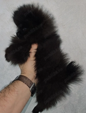Se ofera catel pomeranian talie foarte mica