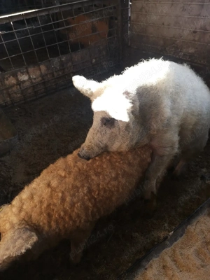 Vier de mangalita - imagine 3