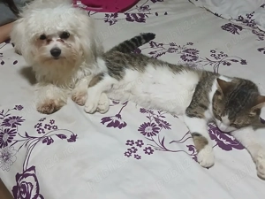 vând cațelușa cu doi pui