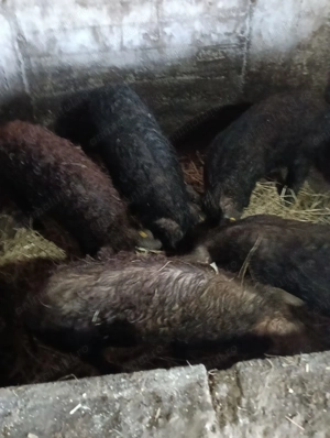 Dau porcii mici mijlocii mari și scroafe și vier rase marele alb pietrean managalita duroc preț bun  - imagine 2