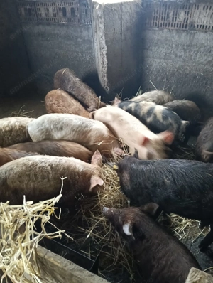 Dau porcii mici mijlocii mari și scroafe și vier rase marele alb pietrean managalita duroc preț bun  - imagine 5