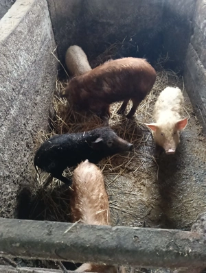Dau porcii mici mijlocii mari și scroafe și vier rase marele alb pietrean managalita duroc preț bun  - imagine 3