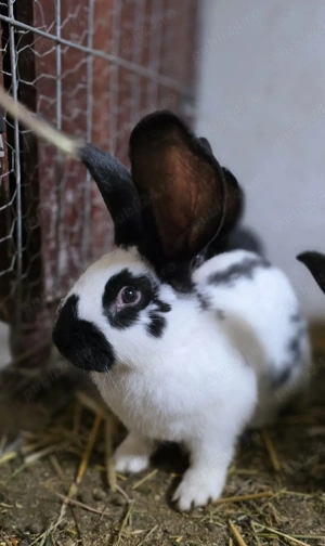 Iepurasi rasa fluture german  - imagine 3