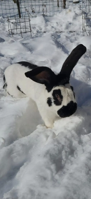 Iepurasi rasa fluture german  - imagine 4