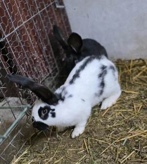 Iepurasi rasa fluture german  - imagine 2