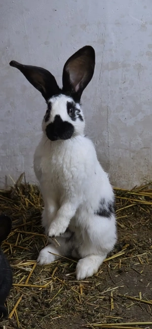 Iepurasi rasa fluture german  - imagine 5