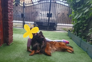 Pui ciobănesc german cu părul lung 