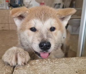 Akita inu superbi isi cauta stăpâni iubitori! - imagine 4