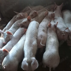 Soldani 35 40kg - imagine 3