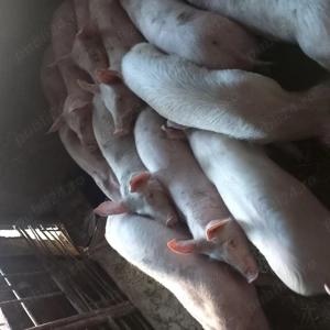 Soldani 35 40kg - imagine 2