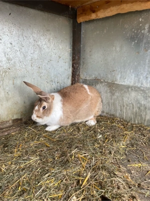 vand 2 masculi de hycole francez  - imagine 3