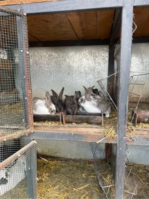 vand 2 masculi de hycole francez  - imagine 2