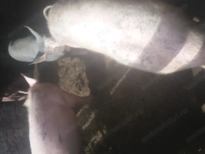 Porci 80 90 kg.... - imagine 2