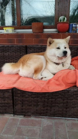 Akita Inu își caută parteneră