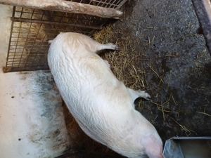 Vând porci - imagine 2