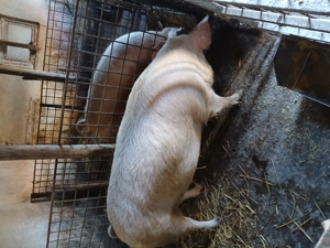 Vând porci - imagine 4