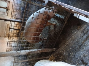 Vând porci - imagine 3