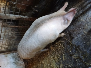 Vând porci - imagine 6