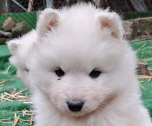 Pui Samoyed isi cauta familie iubitoare