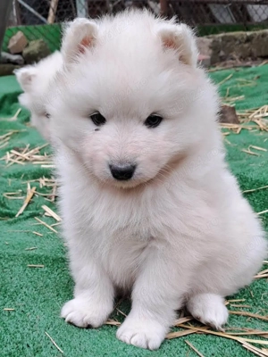 Pui Samoyed isi cauta familie iubitoare - imagine 2