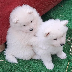 Pui Samoyed isi cauta familie iubitoare - imagine 4