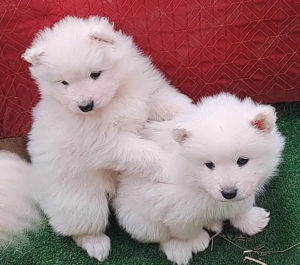 Pui Samoyed isi cauta familie iubitoare - imagine 3