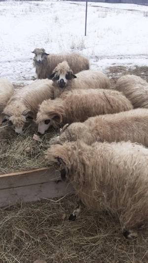 Oi cu miei de vanzare