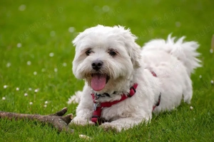 Caut bichon maltez sau tekel pui