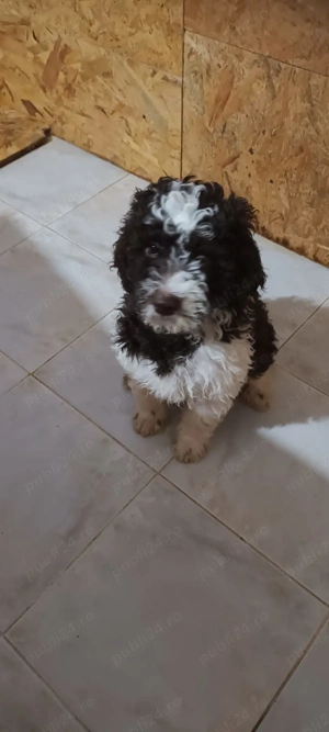 vand catelusa 4 luni rasa lagotto romagnilio din parinti cu pedigree - imagine 3