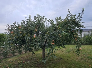 Toaletare pomi fructiferi