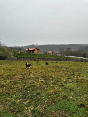 AV679 Teren intravilan, Salciua Noua, 1998 mp, IDEAL Investitie - imagine 2