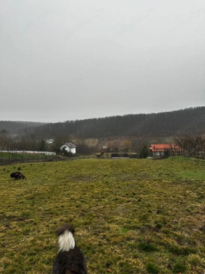 AV679 Teren intravilan, Salciua Noua, 1998 mp, IDEAL Investitie - imagine 4